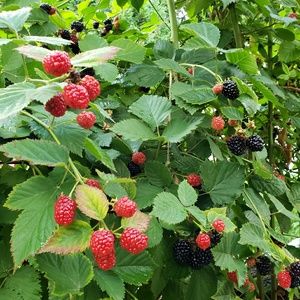 Meet your Posher, Mimi